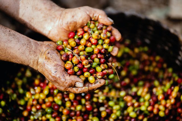 Hands holding raw coffee beans