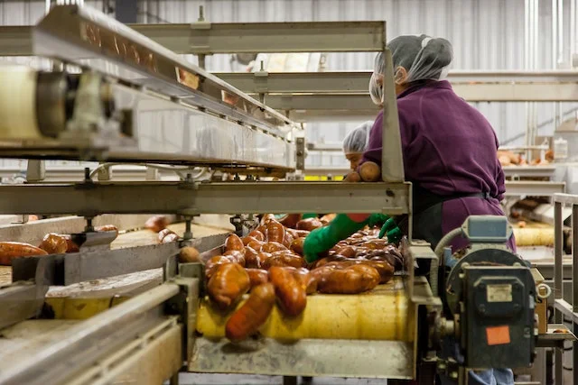 Woman cleaning sweet potatoes