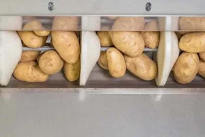 Potatoes in a tubular drag conveyor